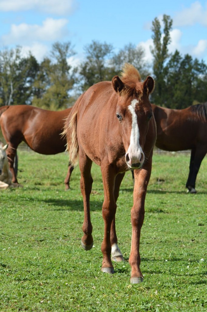 Pouliche Quarter Horse