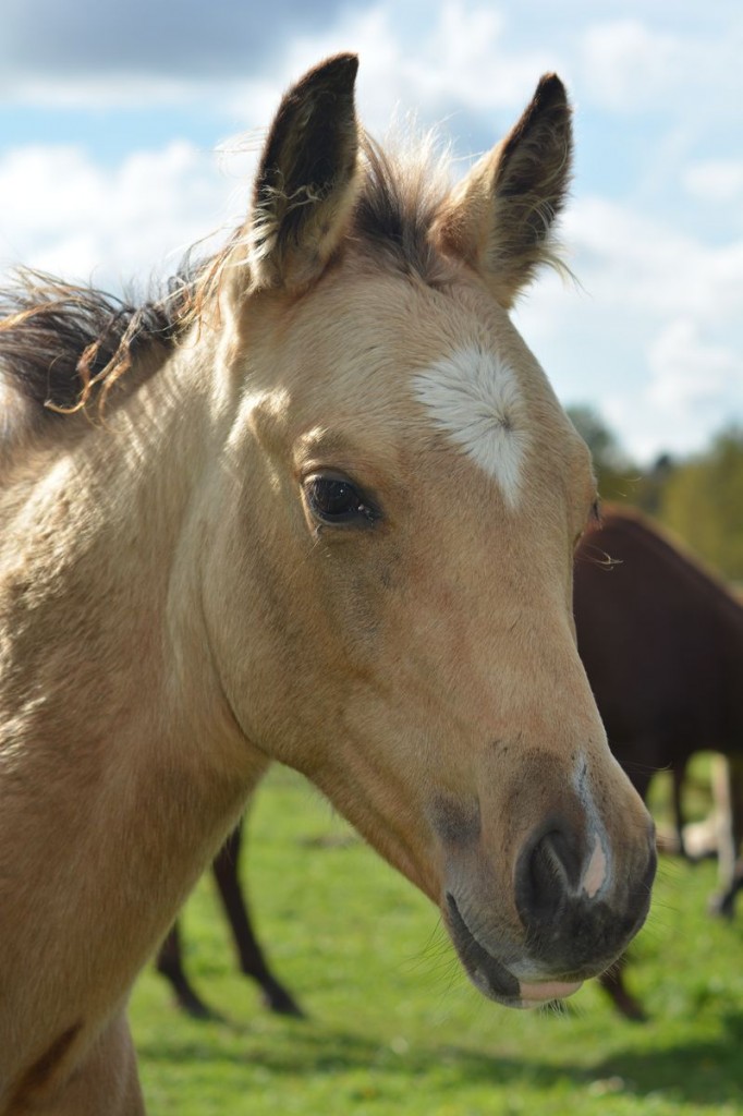 Poulain Quarter Horse