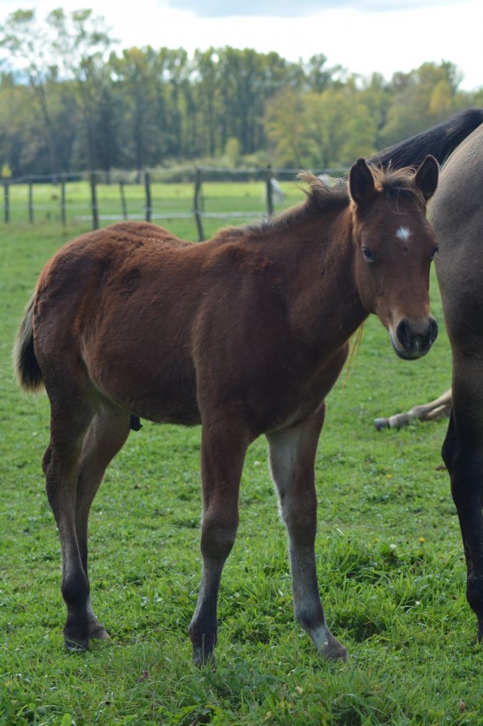 Pouliche Quarter Horse