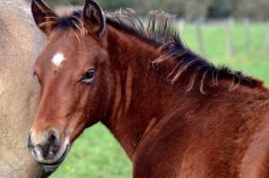 Pouliche Quarter Horse