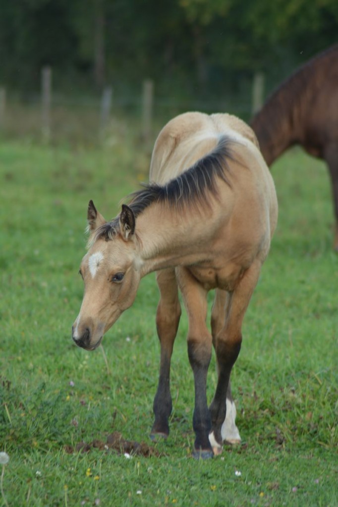 Poulain Quarter Horse