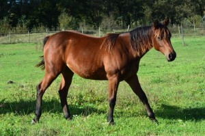 Pouliche Quarter Horse