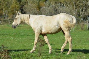 Poulain Quarter Horse
