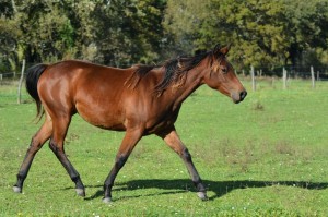 Pouliche Quarter Horse