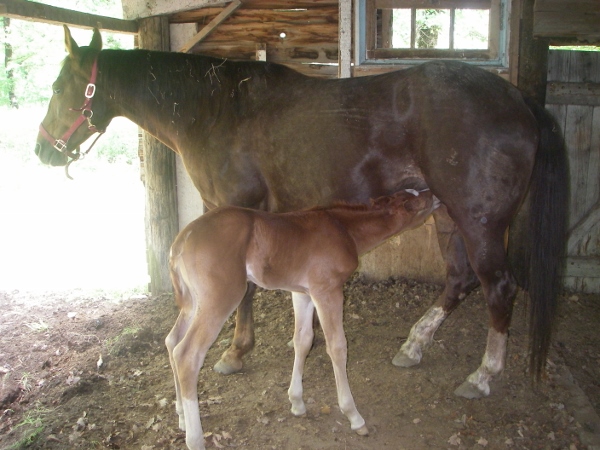 Monsieur Okie Boon étalon Quarter Horse