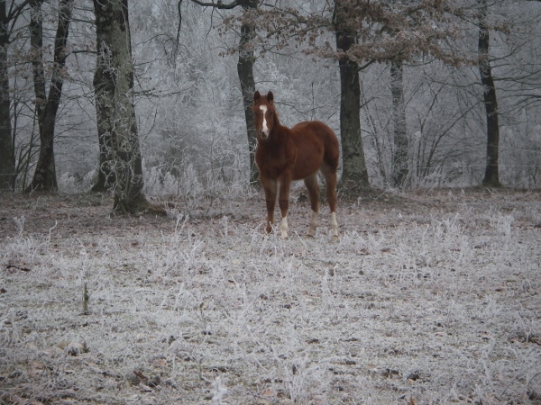 Monsieur okie boon Yearling Quarter Horse