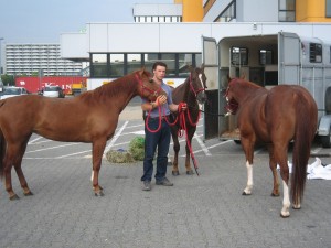 arrivee qh 2006